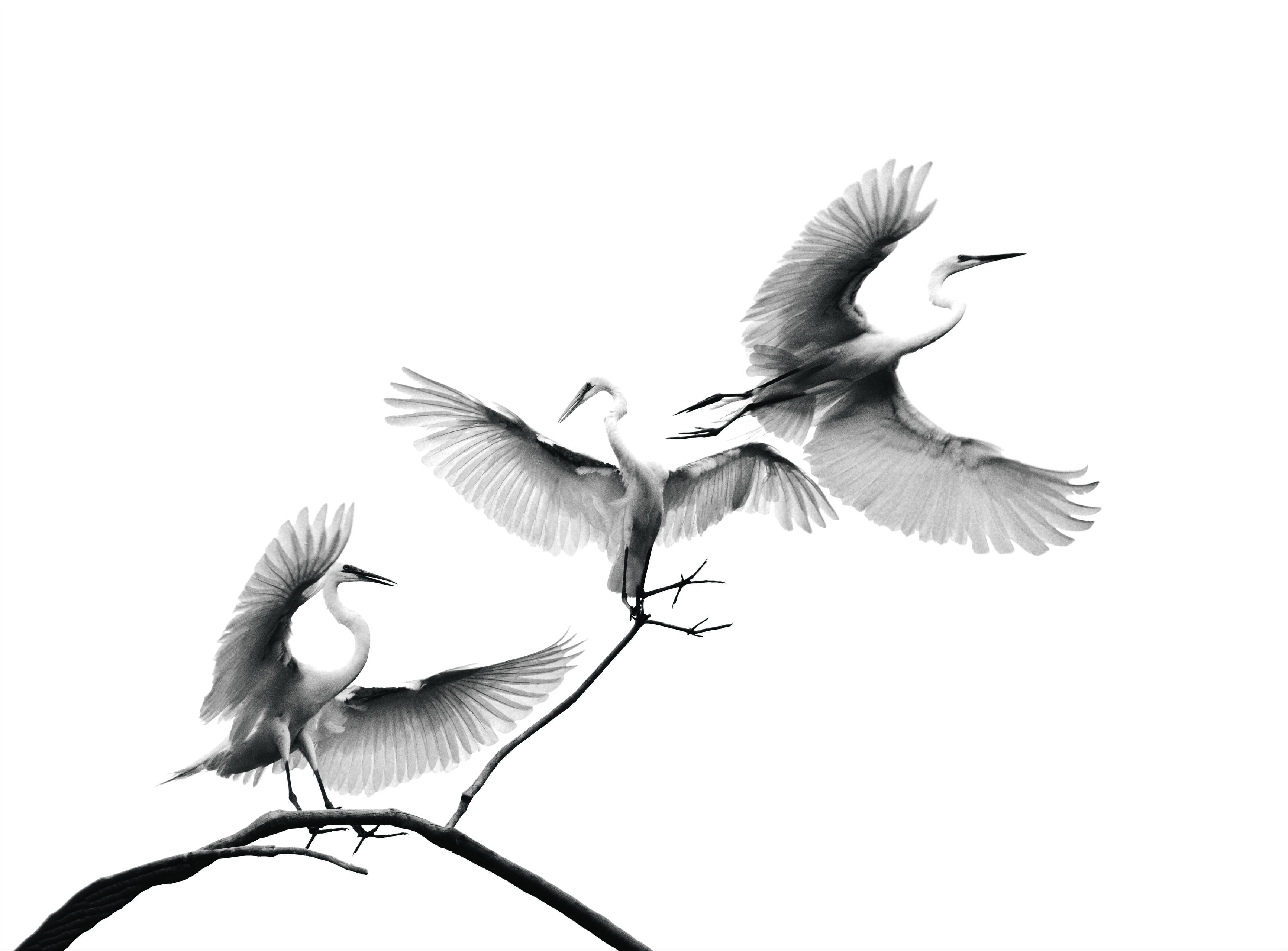 조규순 작가의 백로 시리즈